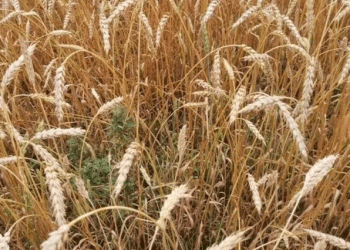 Britain’s ‘Weed-Killing Wheat’: The Next Frontier in Herbicide-Free Farming