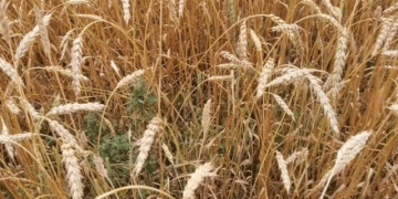 Britain’s ‘Weed-Killing Wheat’: The Next Frontier in Herbicide-Free Farming