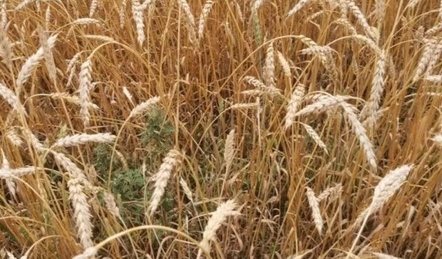 Britain’s ‘Weed-Killing Wheat’: The Next Frontier in Herbicide-Free Farming