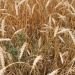 Britain’s ‘Weed-Killing Wheat’: The Next Frontier in Herbicide-Free Farming