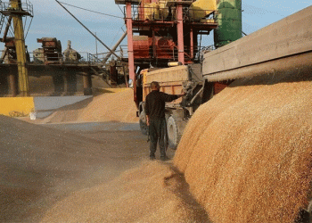 Vanishing Grain: Why Bashkir Farmers Are Losing Millions in Export Revenue – and How They Can Adapt