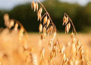 The Rise of Oats: Why German Farmers Are Increasing Oat Cultivation