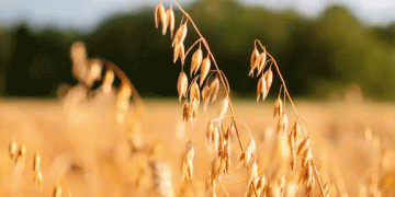 The Rise of Oats: Why German Farmers Are Increasing Oat Cultivation