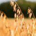 The Rise of Oats: Why German Farmers Are Increasing Oat Cultivation