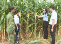 Forage Corn: A New Contract Farming Model Transforms Arid Lands and Livelihoods