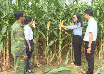 Forage Corn: A New Contract Farming Model Transforms Arid Lands and Livelihoods