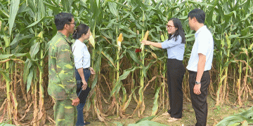 Forage Corn: A New Contract Farming Model Transforms Arid Lands and Livelihoods