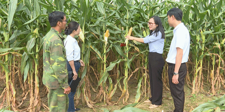 Forage Corn: A New Contract Farming Model Transforms Arid Lands and Livelihoods