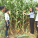 Forage Corn: A New Contract Farming Model Transforms Arid Lands and Livelihoods
