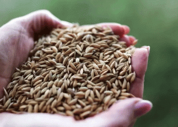 Altai-Belarus Grain Trade Soars: Soybean Exports Multiply 34x in Strategic Agricultural Partnership