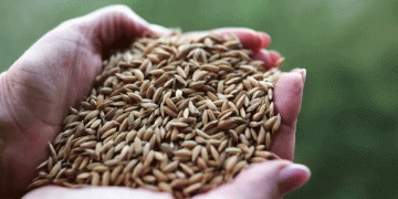 Altai-Belarus Grain Trade Soars: Soybean Exports Multiply 34x in Strategic Agricultural Partnership