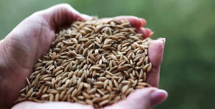 Altai-Belarus Grain Trade Soars: Soybean Exports Multiply 34x in Strategic Agricultural Partnership