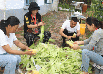 From 30 to 300 Acres: How Xunke County’s Waxy Corn Became a Model for Niche Crop Success