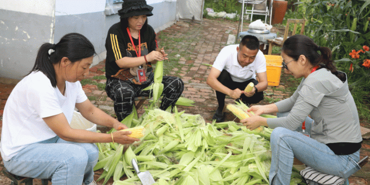 From 30 to 300 Acres: How Xunke County’s Waxy Corn Became a Model for Niche Crop Success