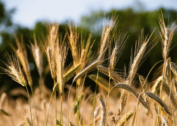 Saratov Farmers Harvest 3 Million Tons: How Russia’s Volga Region is Overcoming Climate Challenges