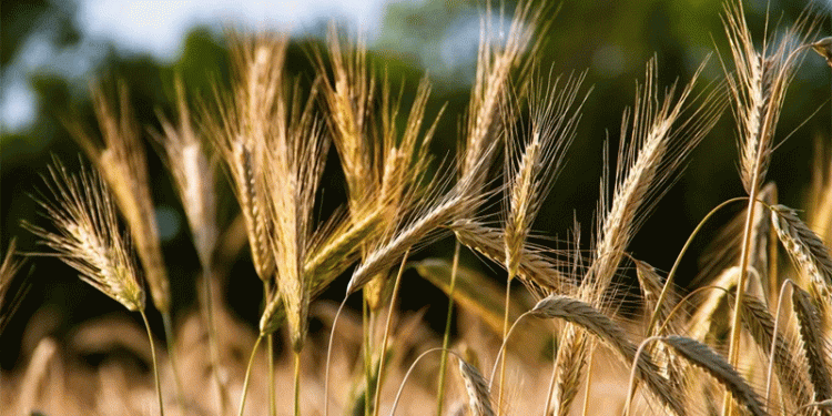 Saratov Farmers Harvest 3 Million Tons: How Russia’s Volga Region is Overcoming Climate Challenges