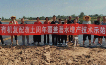 Shanxi’s Wheat Revolution: How Organic Fertilizers and Sunshade Covers Boost Yields by 50% in Arid Lands
