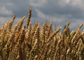 Altai’s Harvest Race: 1 Million Tonnes In Despite Weather Delays