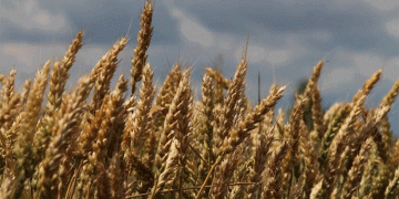 Altai’s Harvest Race: 1 Million Tonnes In Despite Weather Delays