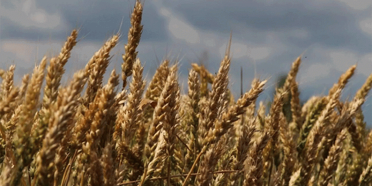 Altai’s Harvest Race: 1 Million Tonnes In Despite Weather Delays