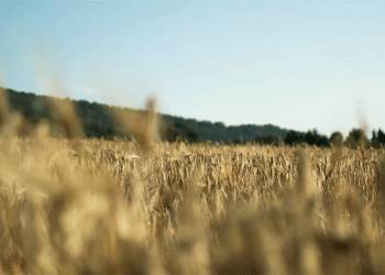 Russia’s Wheat Harvest Set for 87 Million Tons in 2025 Despite Drought Challenges