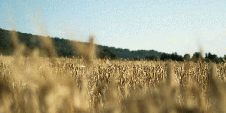 Russia’s Wheat Harvest Set for 87 Million Tons in 2025 Despite Drought Challenges