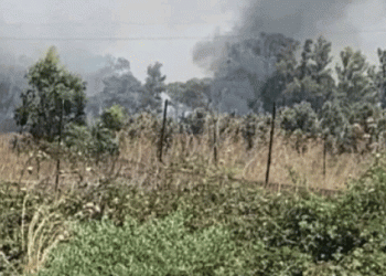 Mafia’s Fiery Warning: 50 Acres of Organic Wheat Torched on Confiscated Land in Sicilian Showdown