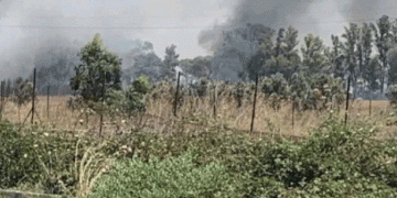 Mafia’s Fiery Warning: 50 Acres of Organic Wheat Torched on Confiscated Land in Sicilian Showdown