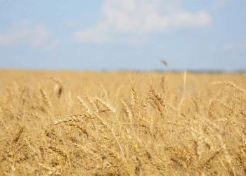 Canada’s Organic Overhaul: New Rules on Struvite Fertilizers, Fencing & Farm Transitions Spark Debate