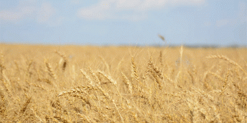 Canada’s Organic Overhaul: New Rules on Struvite Fertilizers, Fencing & Farm Transitions Spark Debate