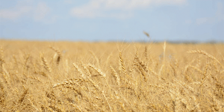 Canada’s Organic Overhaul: New Rules on Struvite Fertilizers, Fencing & Farm Transitions Spark Debate