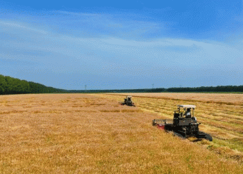 Golden Harvest in China’s Breadbasket: Beidahuang’s Organic Wheat Revolution