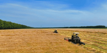 Golden Harvest in China’s Breadbasket: Beidahuang’s Organic Wheat Revolution