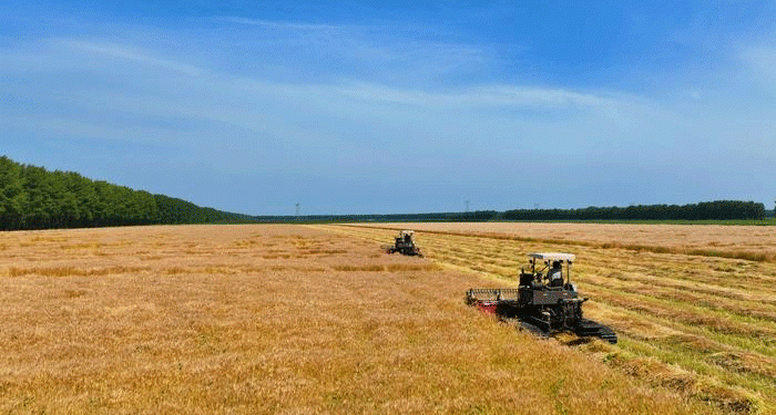 Golden Harvest in China’s Breadbasket: Beidahuang’s Organic Wheat Revolution