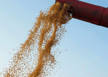 Resilience in the Face of Drought: Kuban Farmers Deliver a Third of Region’s Grain Despite Climate Challenges