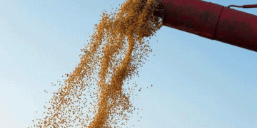 Resilience in the Face of Drought: Kuban Farmers Deliver a Third of Region’s Grain Despite Climate Challenges