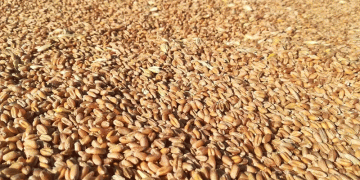 Global Wheat Wars: Russian Exporters Face Rising Competition in Key Markets