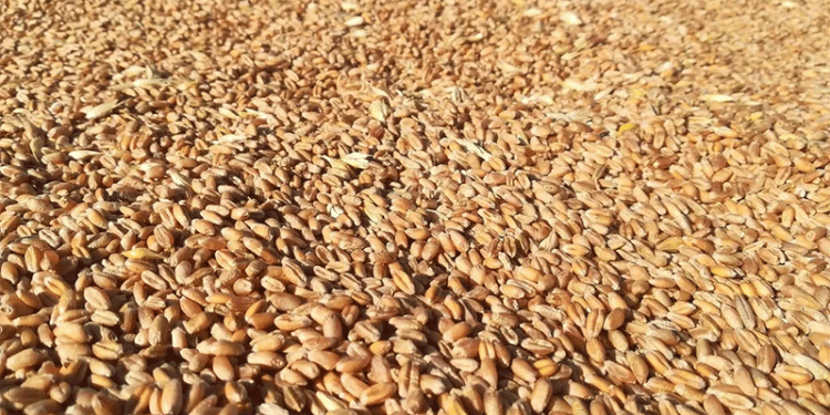 Global Wheat Wars: Russian Exporters Face Rising Competition in Key Markets