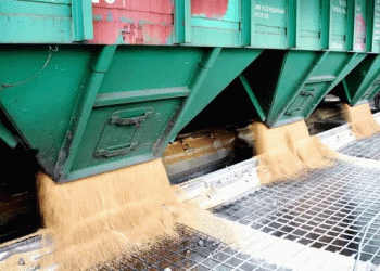 Kazakhstan Shatters Grain Export Records: New Markets and Strategic Growth