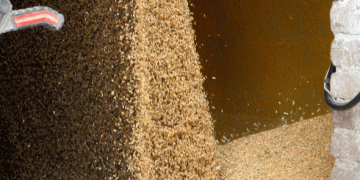 Export Against the Elements: How One Russian Elevator Battles Rain to Move Grain Abroad