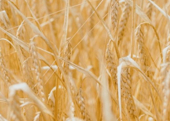 Penza’s Bounty: 2 Million Tonnes Harvested with a 42 c/ha Yield Benchmark