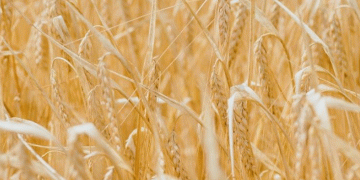 Penza’s Bounty: 2 Million Tonnes Harvested with a 42 c/ha Yield Benchmark