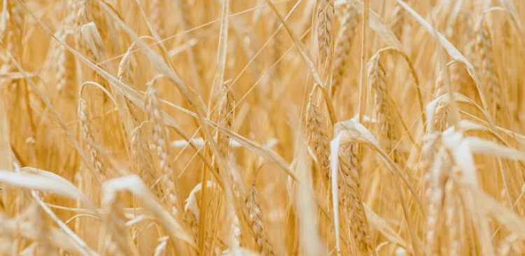 Penza’s Bounty: 2 Million Tonnes Harvested with a 42 c/ha Yield Benchmark