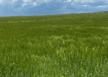 Drought and Pests Render Rostov Wheat Seeds Unfit for 2026 Planting Season