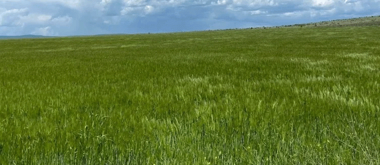 Drought and Pests Render Rostov Wheat Seeds Unfit for 2026 Planting Season