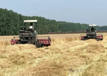 From Field to Fork: How China’s ‘Premium Custom Wheat’ is Redefining Value-Chain Agriculture