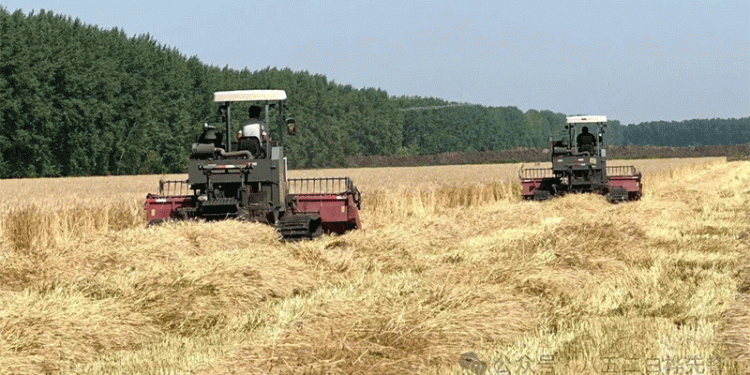 From Field to Fork: How China’s ‘Premium Custom Wheat’ is Redefining Value-Chain Agriculture