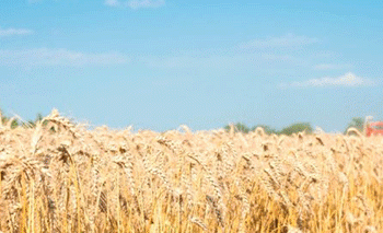 Orenburg Harvest 2025: Analyzing the 3M Ton Milestone and the Yield Divide