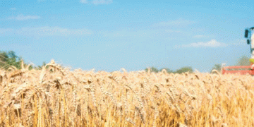 Orenburg Harvest 2025: Analyzing the 3M Ton Milestone and the Yield Divide