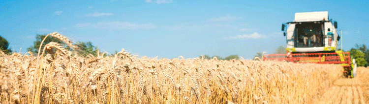 Orenburg Harvest 2025: Analyzing the 3M Ton Milestone and the Yield Divide